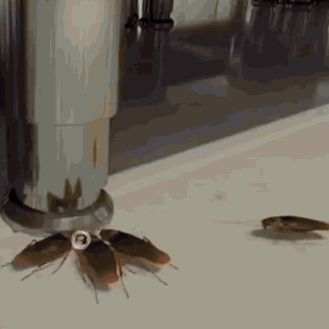 RoachKiller™ Gel