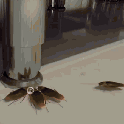 RoachKiller™ Gel